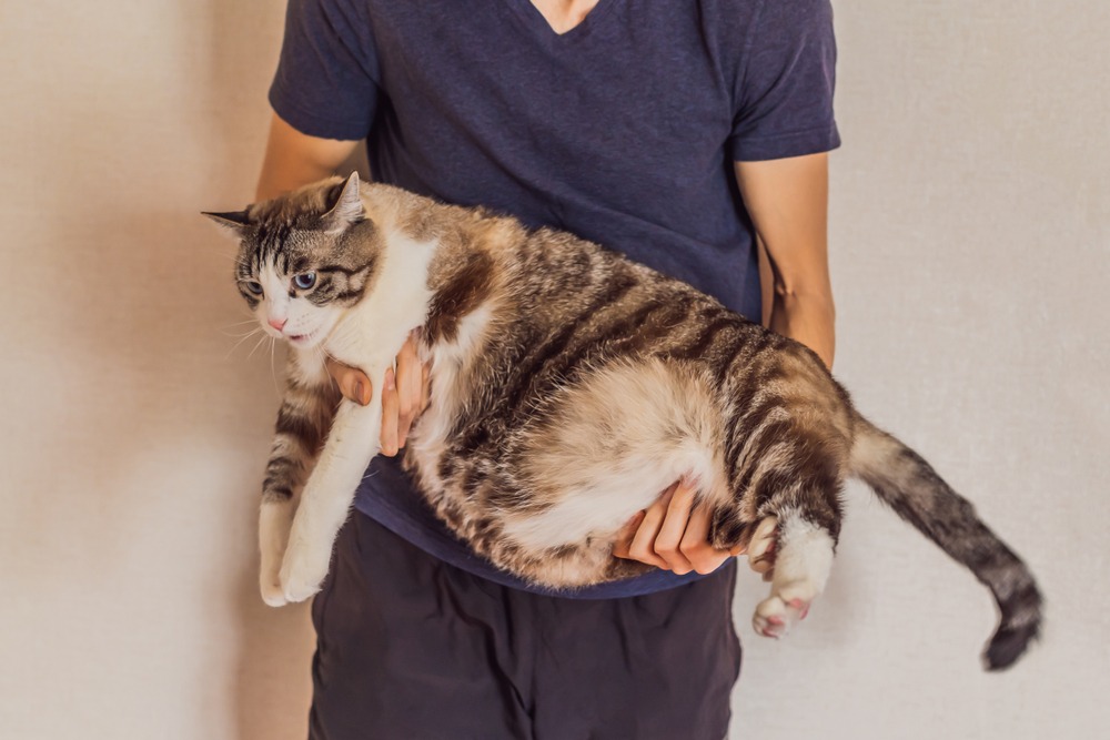 ふっくらした猫を抱き上げている飼い主