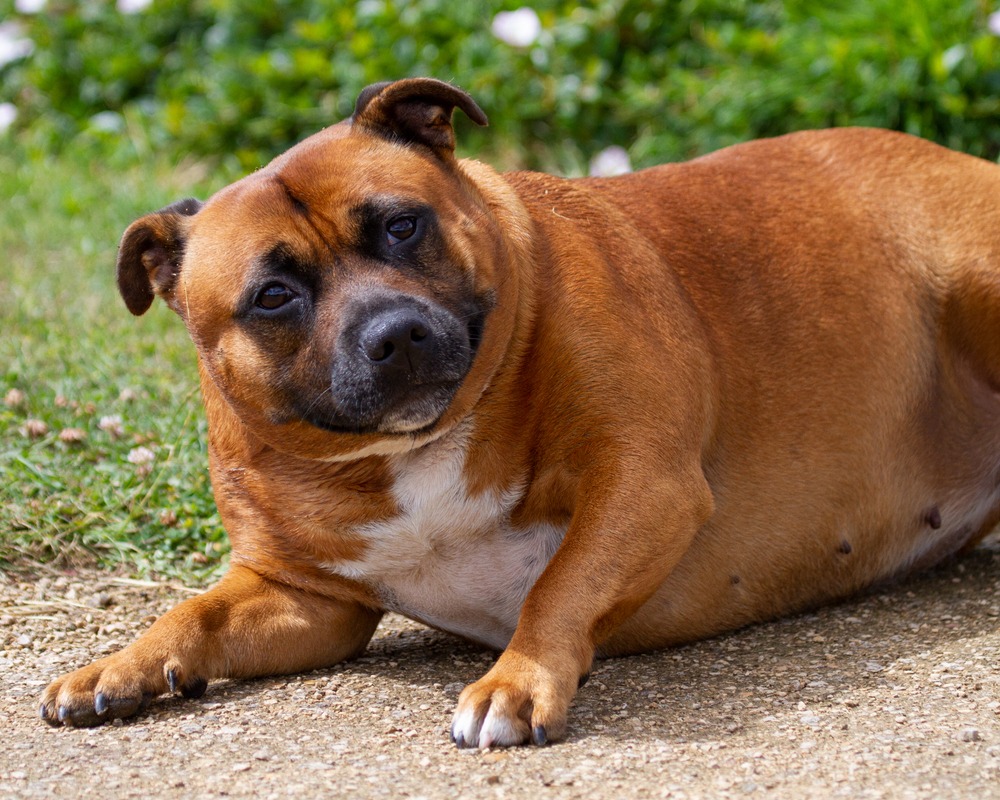 屋外の地面に横たわる太った茶色の犬