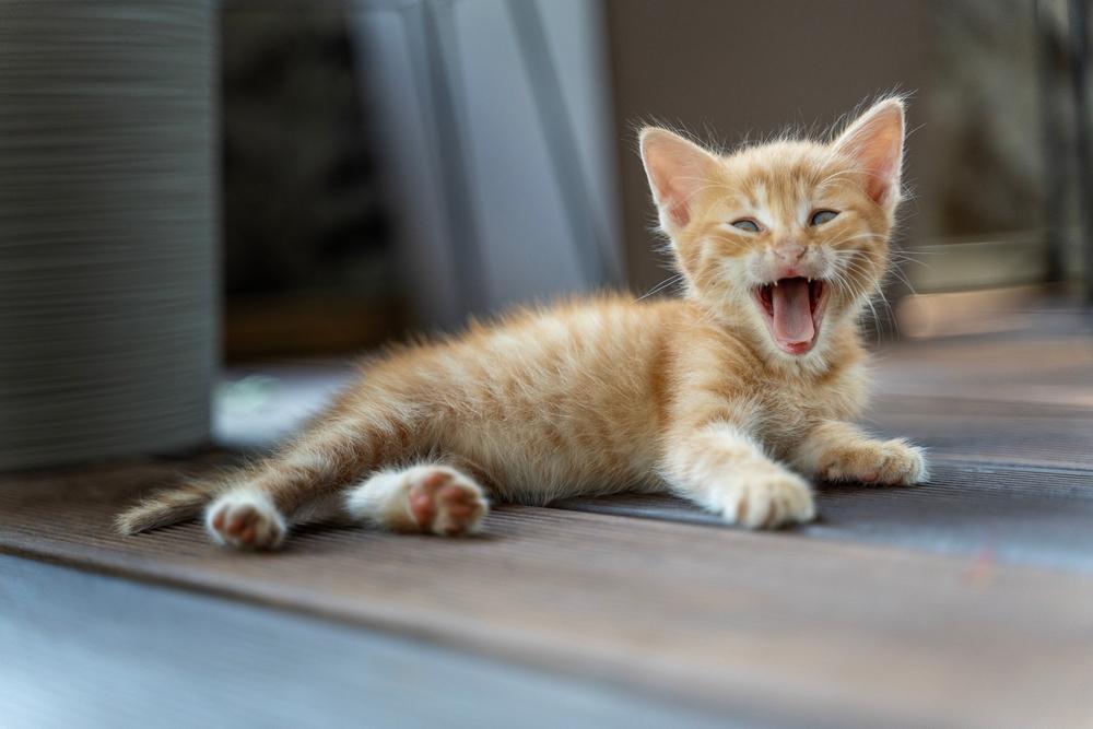 床に横たわり口を開ける茶トラの子猫