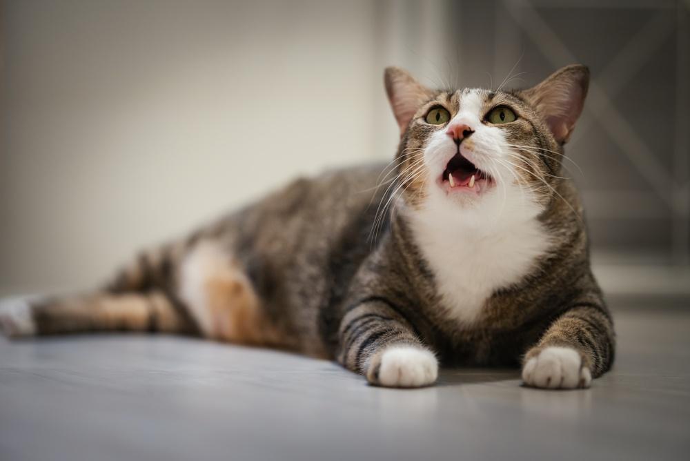床に伏せて口を開ける白とキジトラの猫