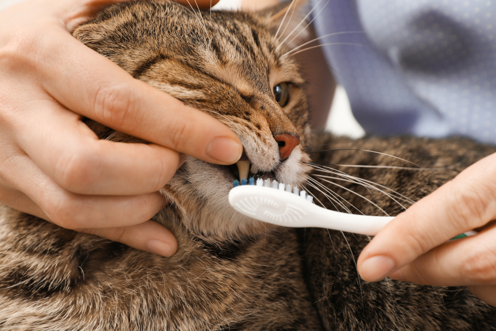 歯ブラシでキジトラ猫の歯を磨いている様子