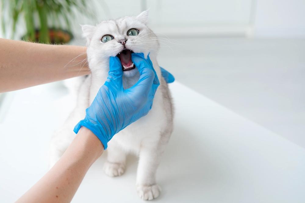 青い手袋をした人に口の中を診察される白い猫