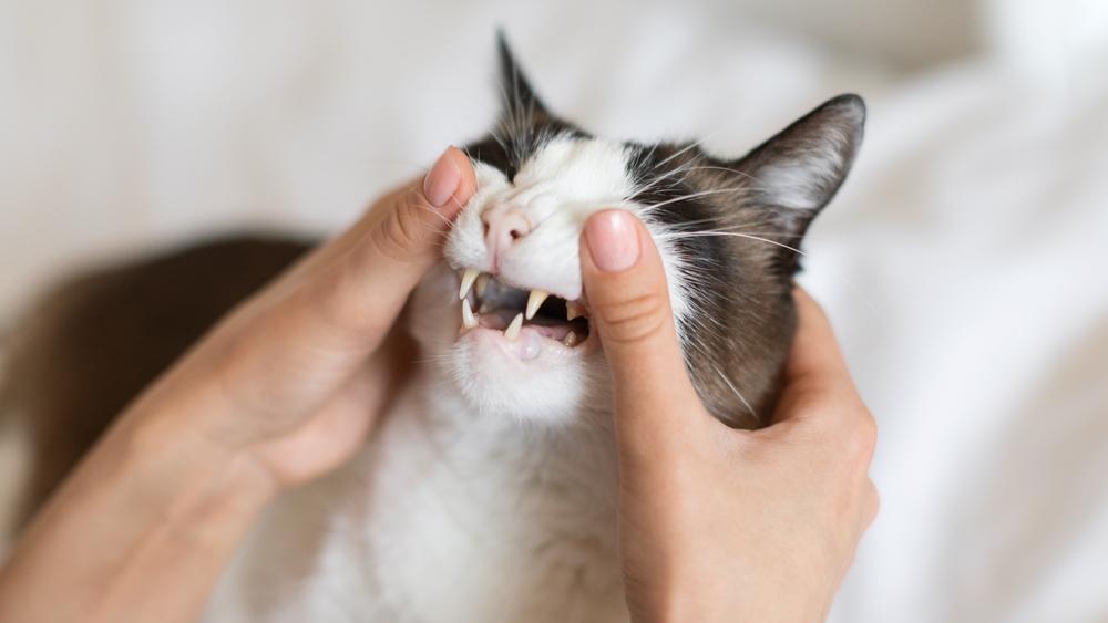両手で唇を持ち上げて猫の歯を確認している様子