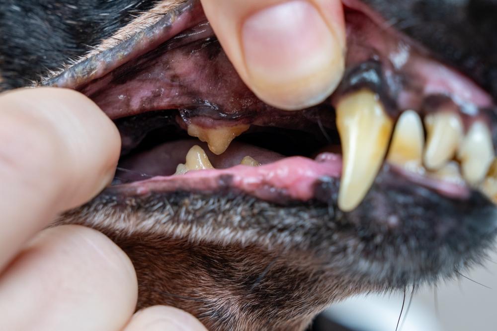 唇をめくって見える犬の歯と歯茎