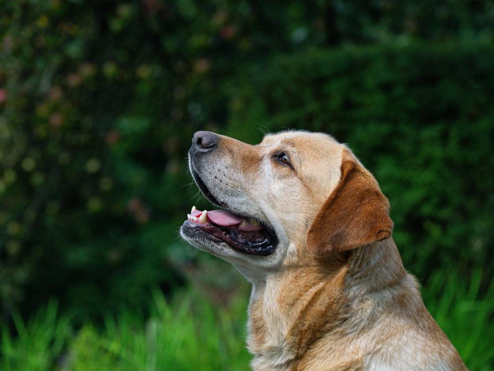 草むらで口を開けて横を向く犬