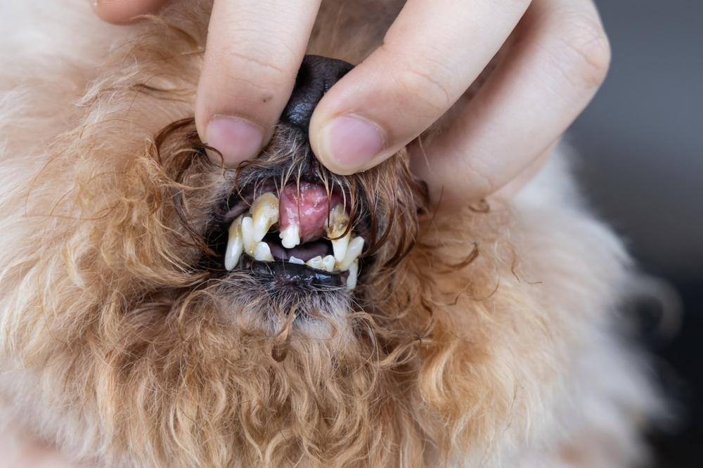 小型犬の唇をめくって歯と歯茎を確認する様子