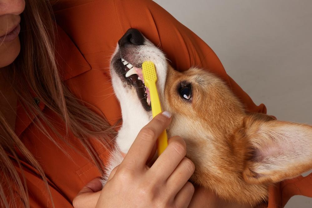 黄色い歯ブラシでコーギーの歯を磨く飼い主