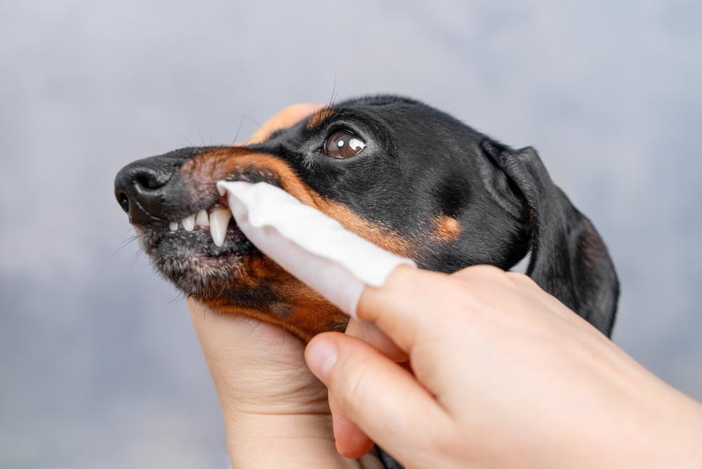 指に付けた歯磨き用具で黒と茶色の犬の歯を磨く様子