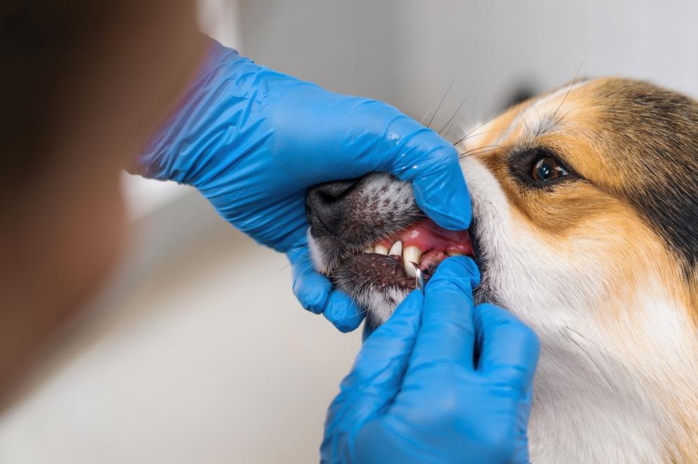 青い手袋を着けて犬の歯と歯茎を診察する様子